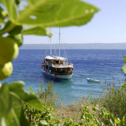 Aneta 15 cabins 32 pax Trogir 9